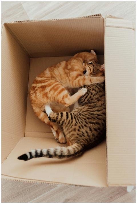 Two kittens playfully snuggle in a cardboard box,