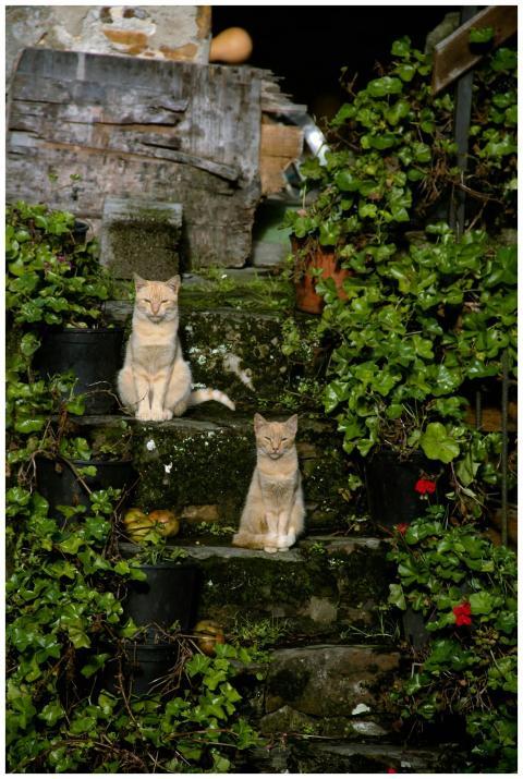 Two cats sitting on moss-covered garden steps surr