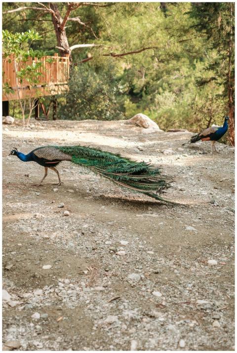 Two peacocks gracefully walking outdoors surrounde