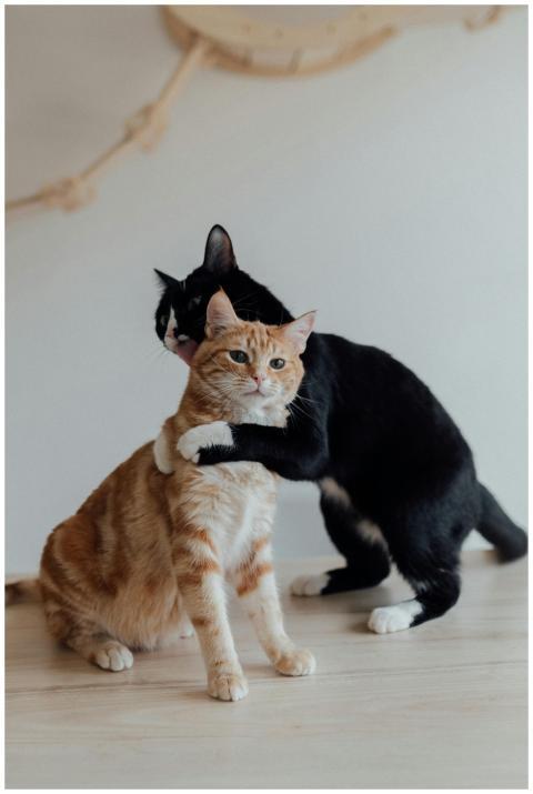 Cute tabby and tuxedo cats showing affection while