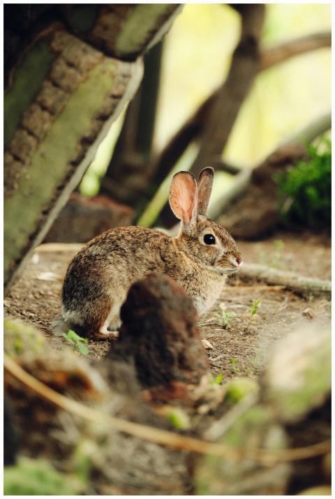 Close-up of a wild rabbit in a botanical garden se