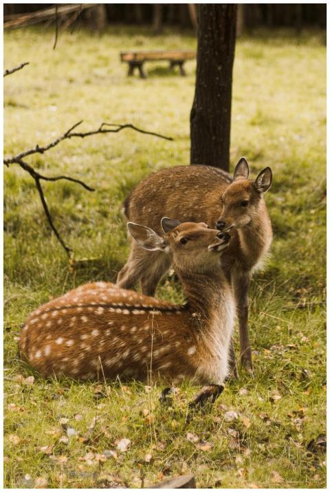 Two fallow deer in a serene autumn forest scene wi