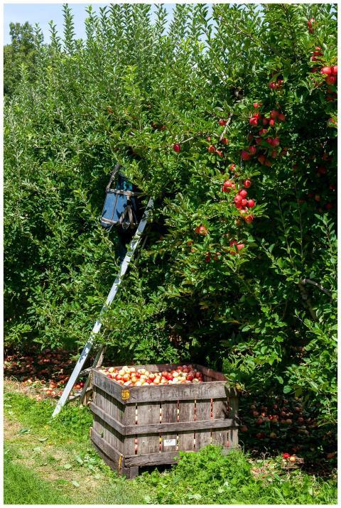 Vibrant apple orchard during harvest season in NC,