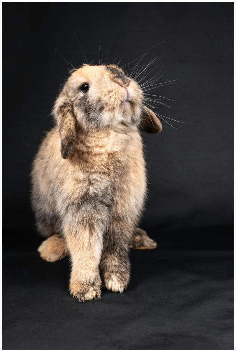 Charming fluffy rabbit posing against a black stud