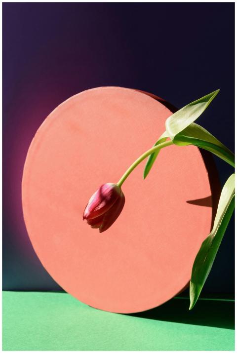 A vibrant pink tulip in a creative studio setup wi