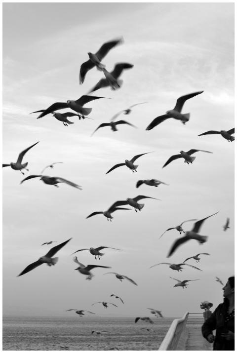 Monochrome image of seagulls flying over the sea,