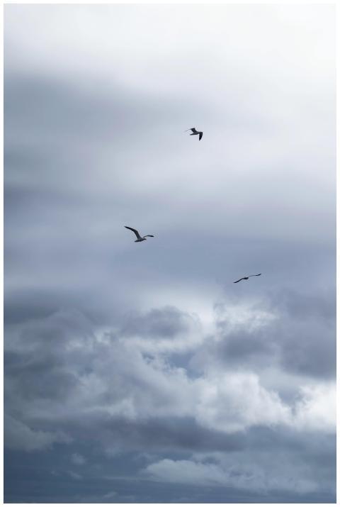 Three birds soar freely in a dramatic cloudy sky,