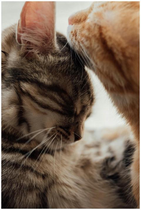 A heartwarming close-up of two kittens showing aff