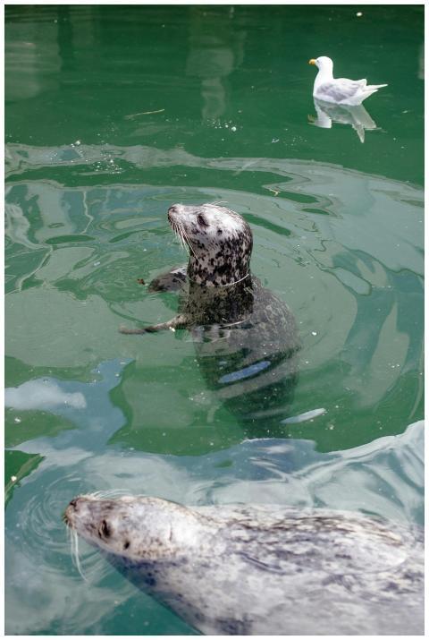Close-up of playful harbor seals swimming alongsid