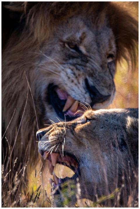 Two lions in fierce interaction captured in South