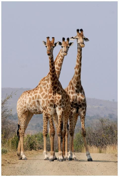 Three giraffes standing on a dirt road in a South