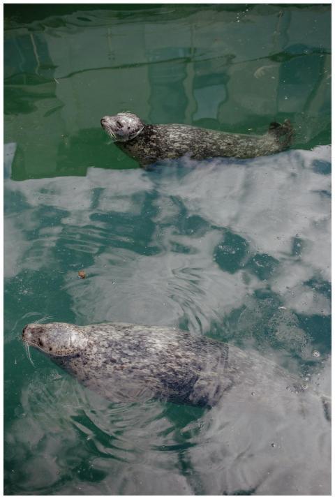 Two adorable harbor seals swimming peacefully in c