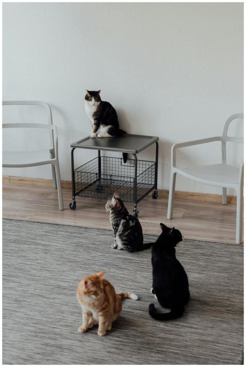 Four diverse cats exploring a minimalist indoor sp