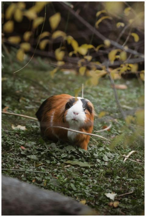 A close-up of a guinea pig exploring a grassy area
