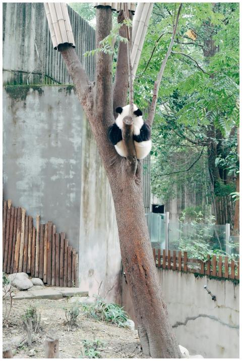 Captivating view of a panda resting on a tree at a