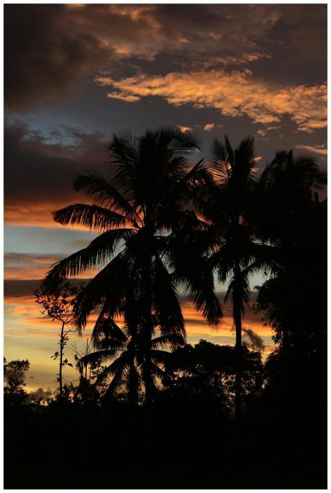 Captivating sunset with palm tree silhouettes in T