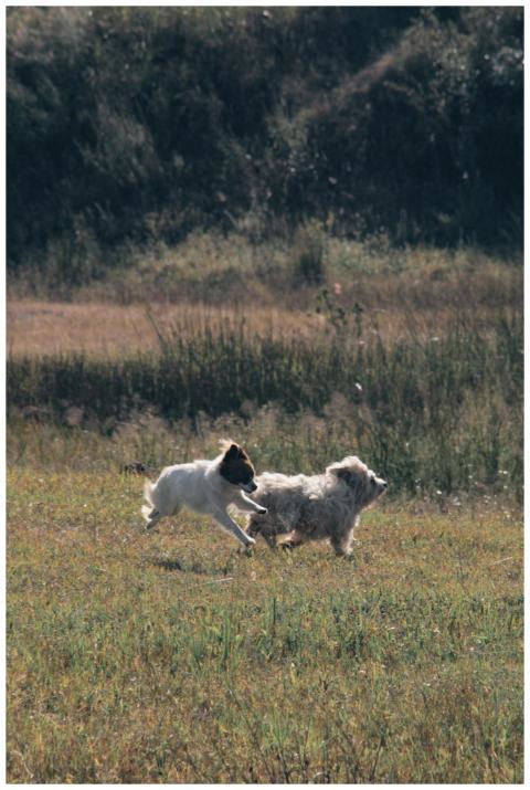 Two dogs joyfully running in a sunny field, captur