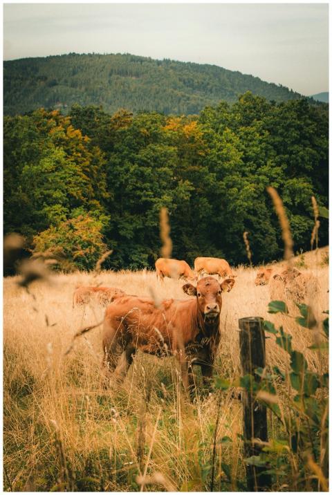 Free stock photo of agricultural, agricultural are