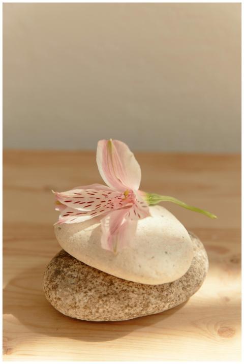 A serene minimalist composition featuring a pink f