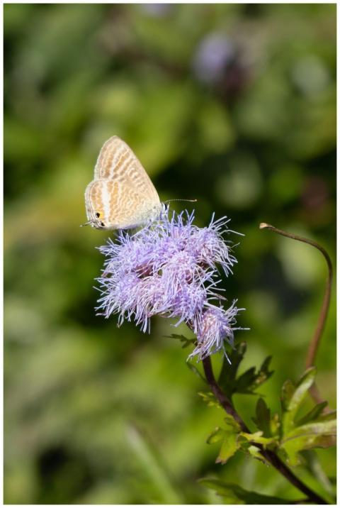 A delicate butterfly perched on a purple wildflowe