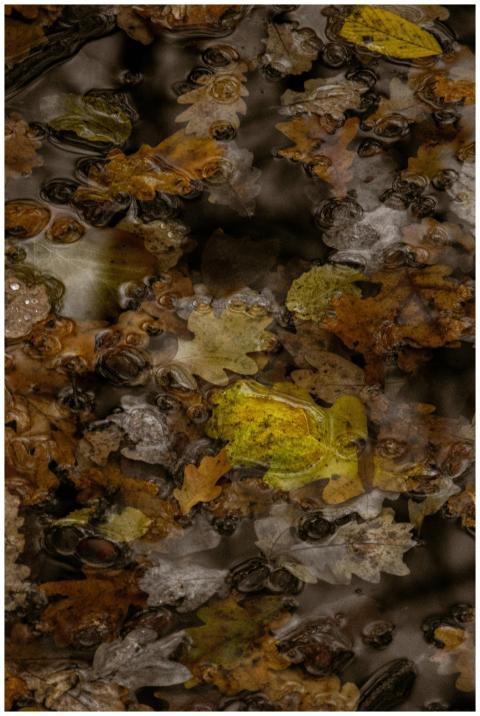 A collection of colorful autumn leaves floating ge