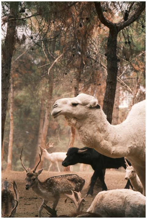A serene scene of a camel and deer grazing in a fo
