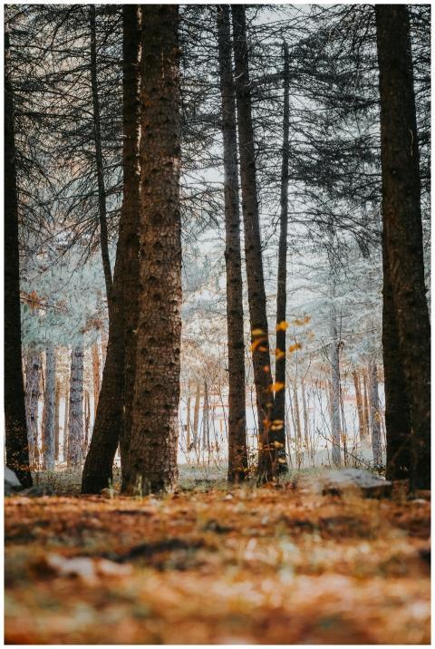 Peaceful Autumn Forest Orange