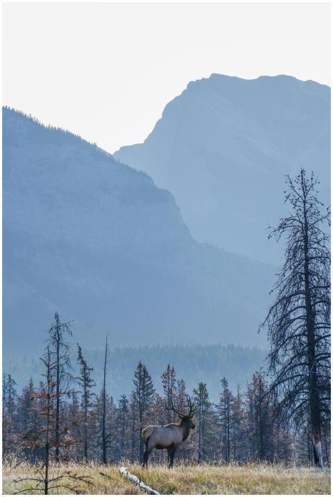 Elk grazing in Jasper National Park with mountains