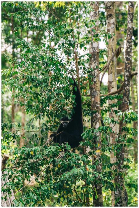 A colobus monkey peacefully rests among lush green