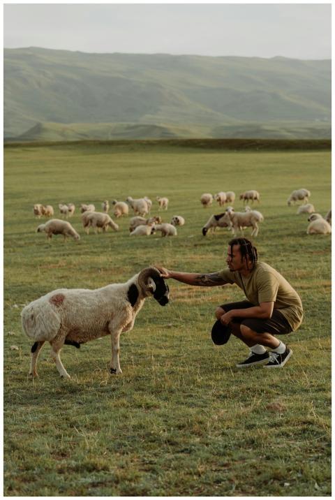 Man interacting with Awassi sheep in a serene moun
