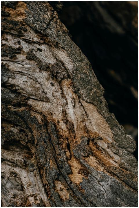 Intricate pattern of tree bark with varied texture