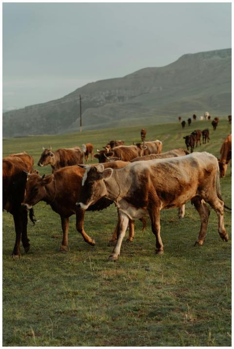 A herd of cows grazing peacefully in a picturesque