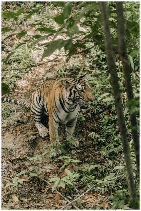 A tiger stands amid lush greenery, highlighting it