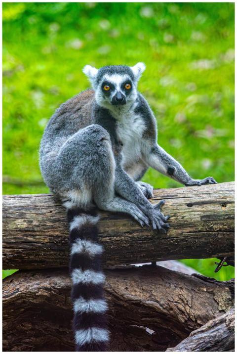 Ring Tailed Lemur Log