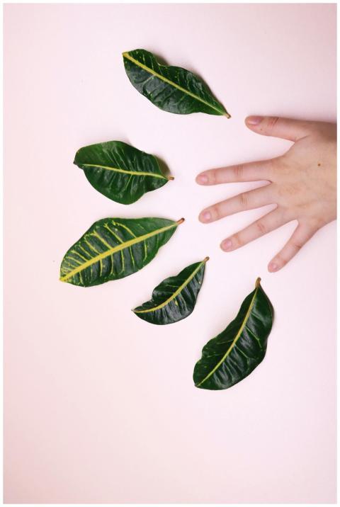 A hand reaching towards vibrant green leaves on a