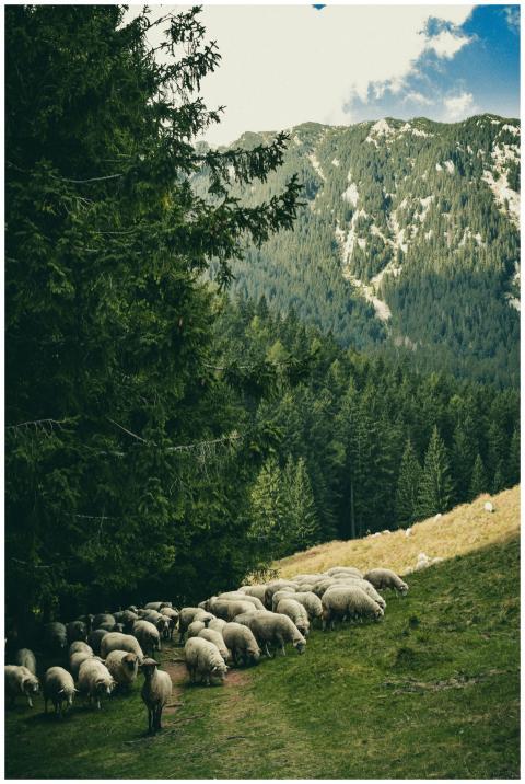 A serene scene of sheep grazing on a grassy mounta