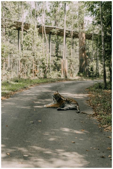 A Bengal tiger rests on a shaded road surrounded b