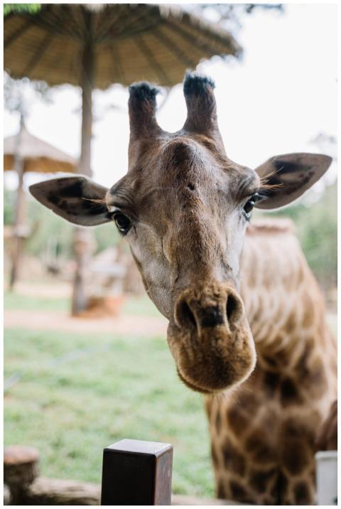 Close-up shot of a giraffe's face looking directly