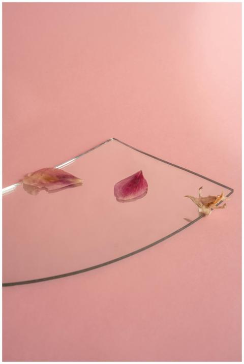 Elegant still life of pink petals on a mirror, cre
