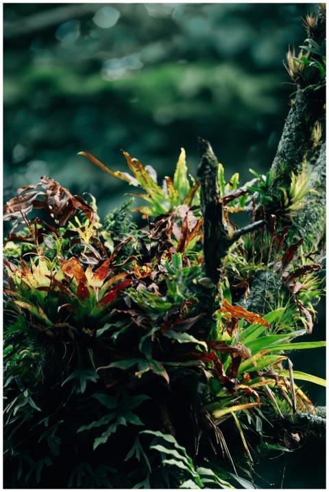 Vibrant plants growing on a tree branch in a dense
