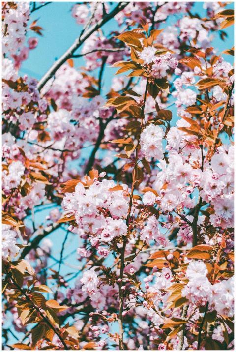 A stunning cherry blossom tree in full bloom under