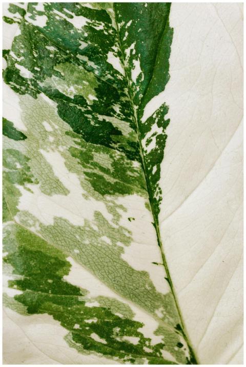 Macro shot of a variegated leaf showcasing its tex