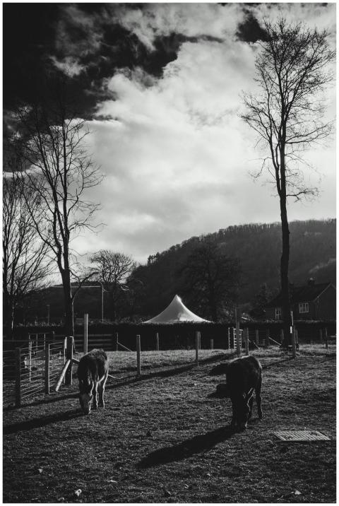 Black and white photo of a rural farm with two ani