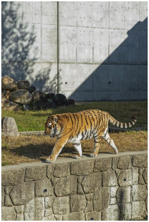 Young tiger with stripped fluffy fur strolling on