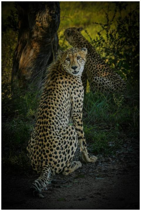 Two cheetahs sitting in the South African savanna,