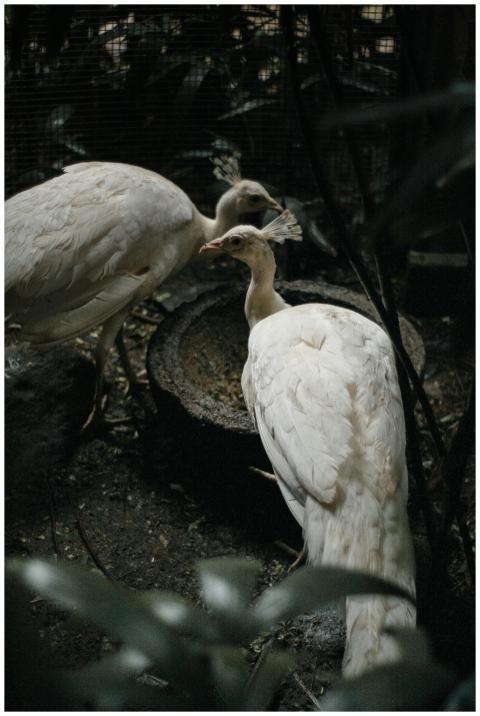 Beautiful white peafowls standing gracefully insid