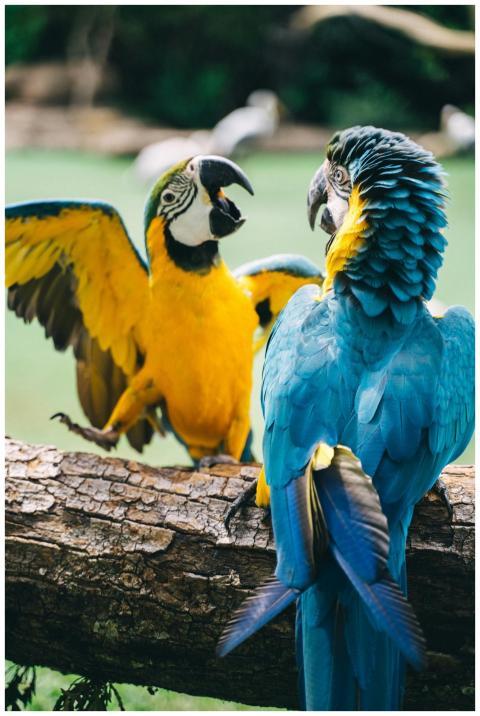 A colorful close-up of two vibrant macaws interact