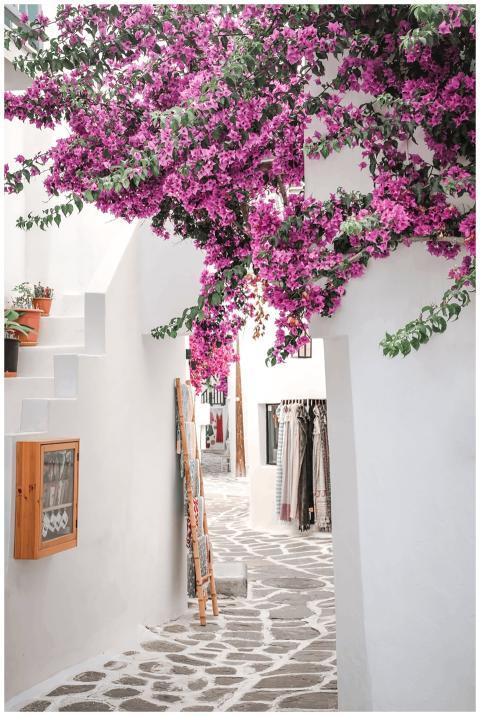 Picturesque Greek walkway adorned with vibrant bou