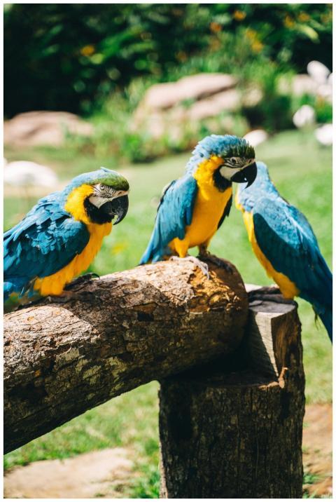Three vibrant blue and gold macaws perched on a lo