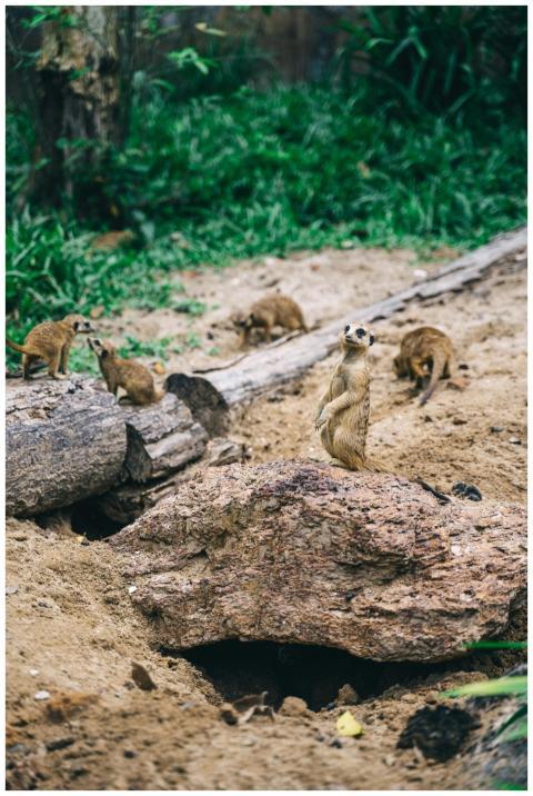 Group of meerkats in a sandy, natural setting exhi